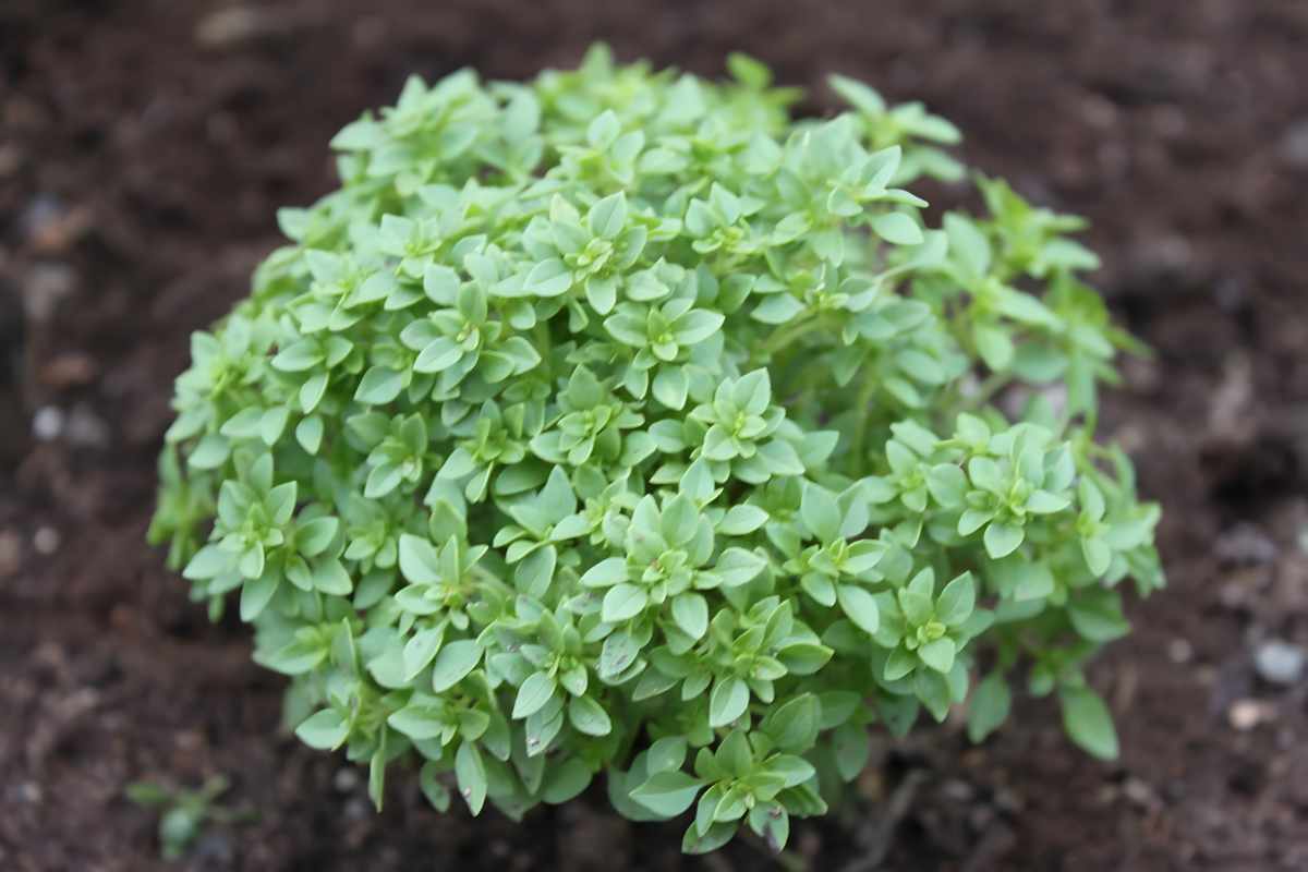 Spicy Globe Bush Basil.