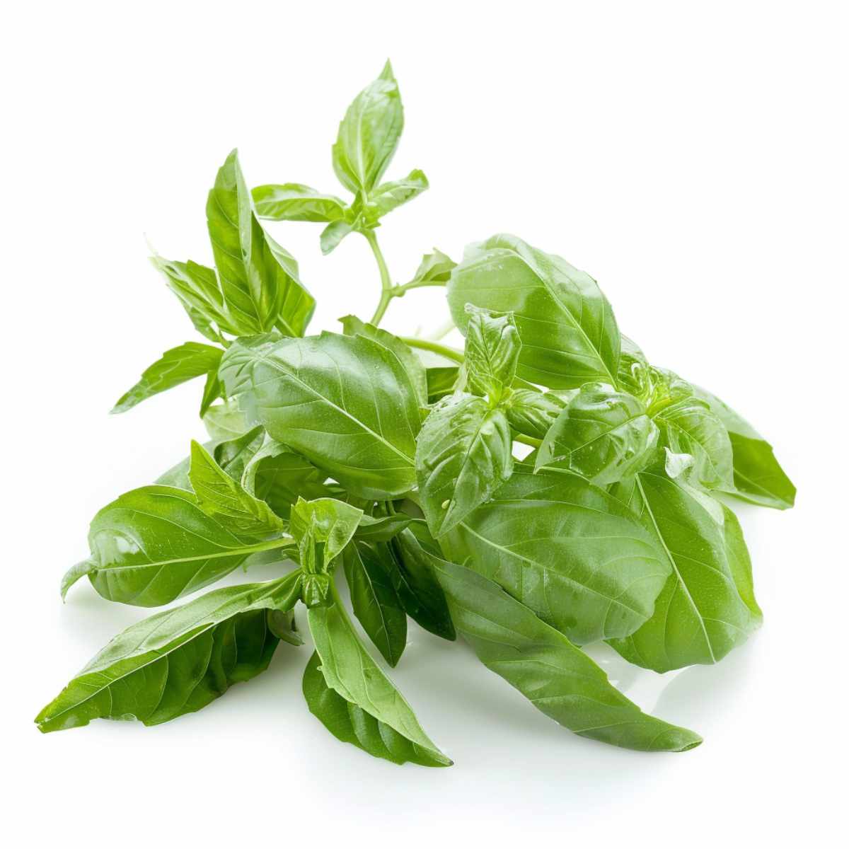 Sweet Basil.
