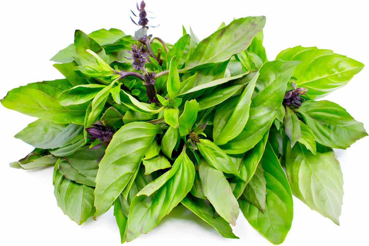 Thai Sweet Basil.