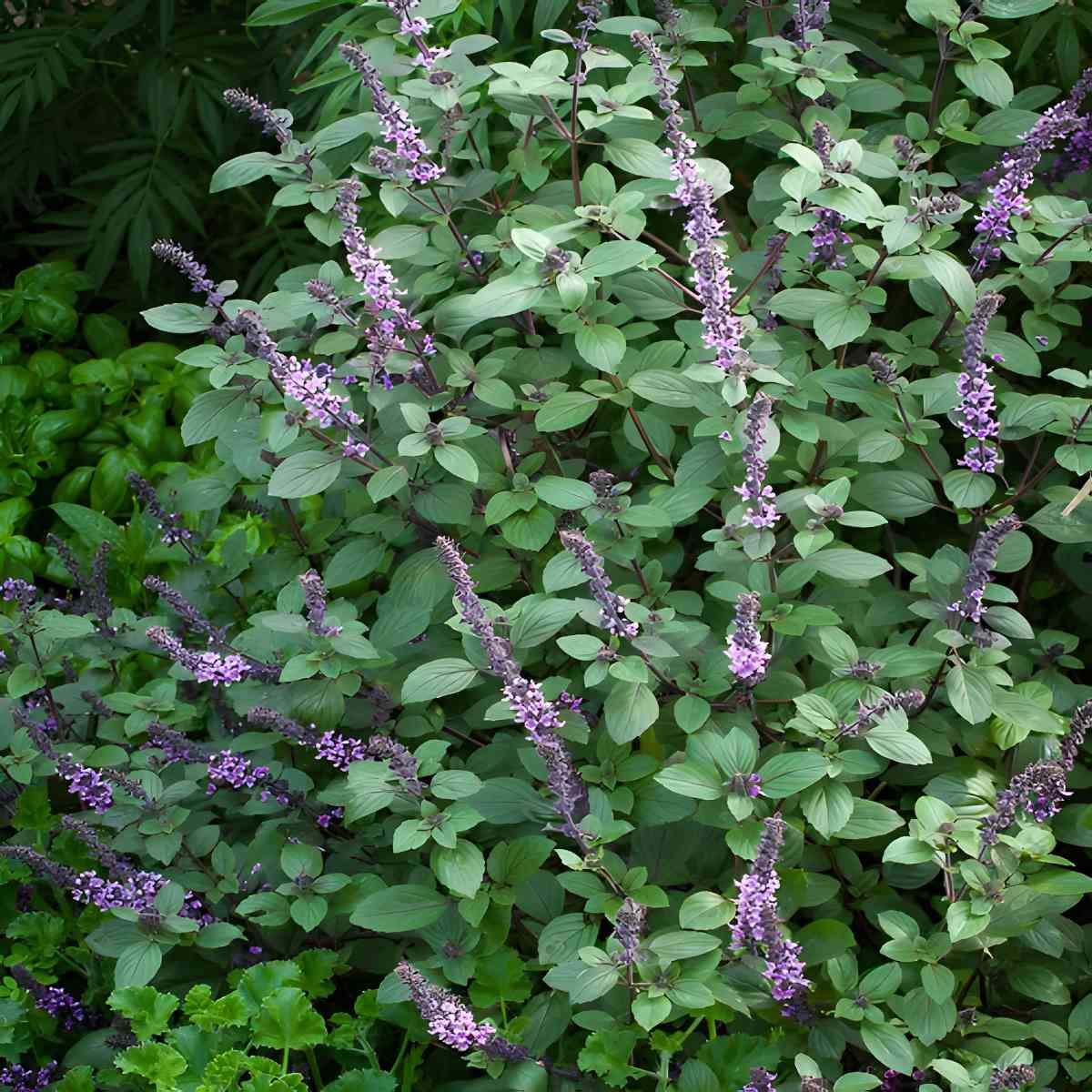 African Blue Basil.