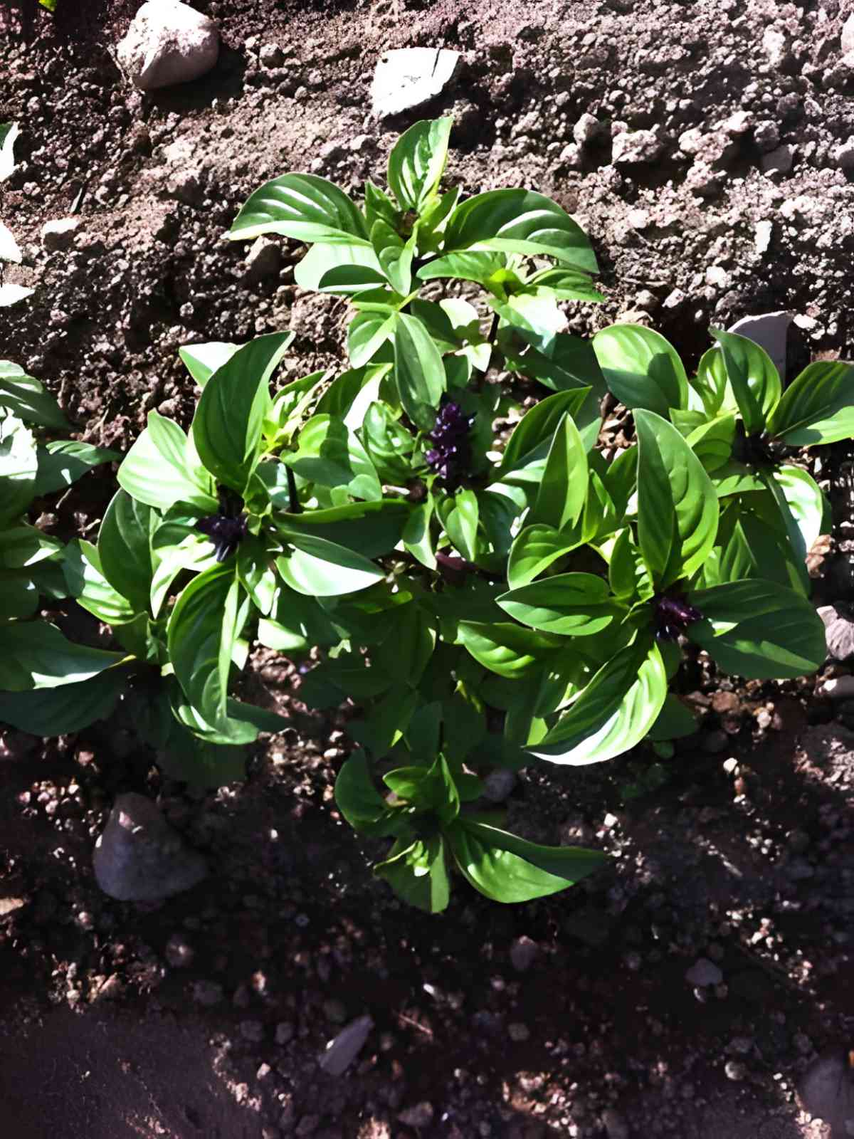 Anise Basil.