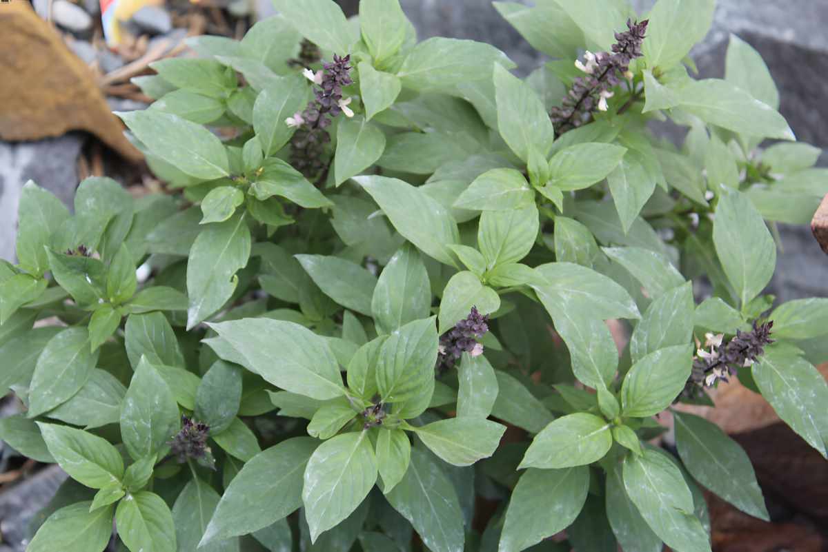 Blue Spice Basil.