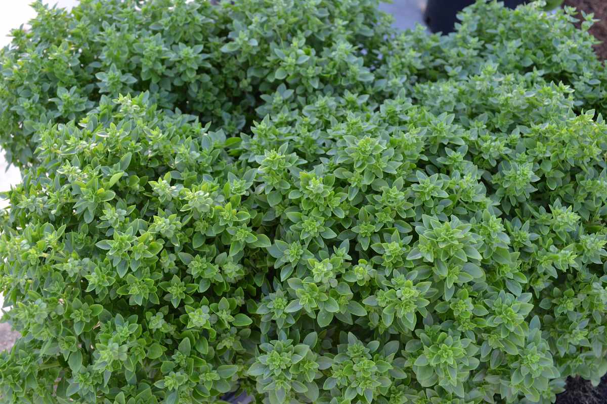 Boxwood Basil.