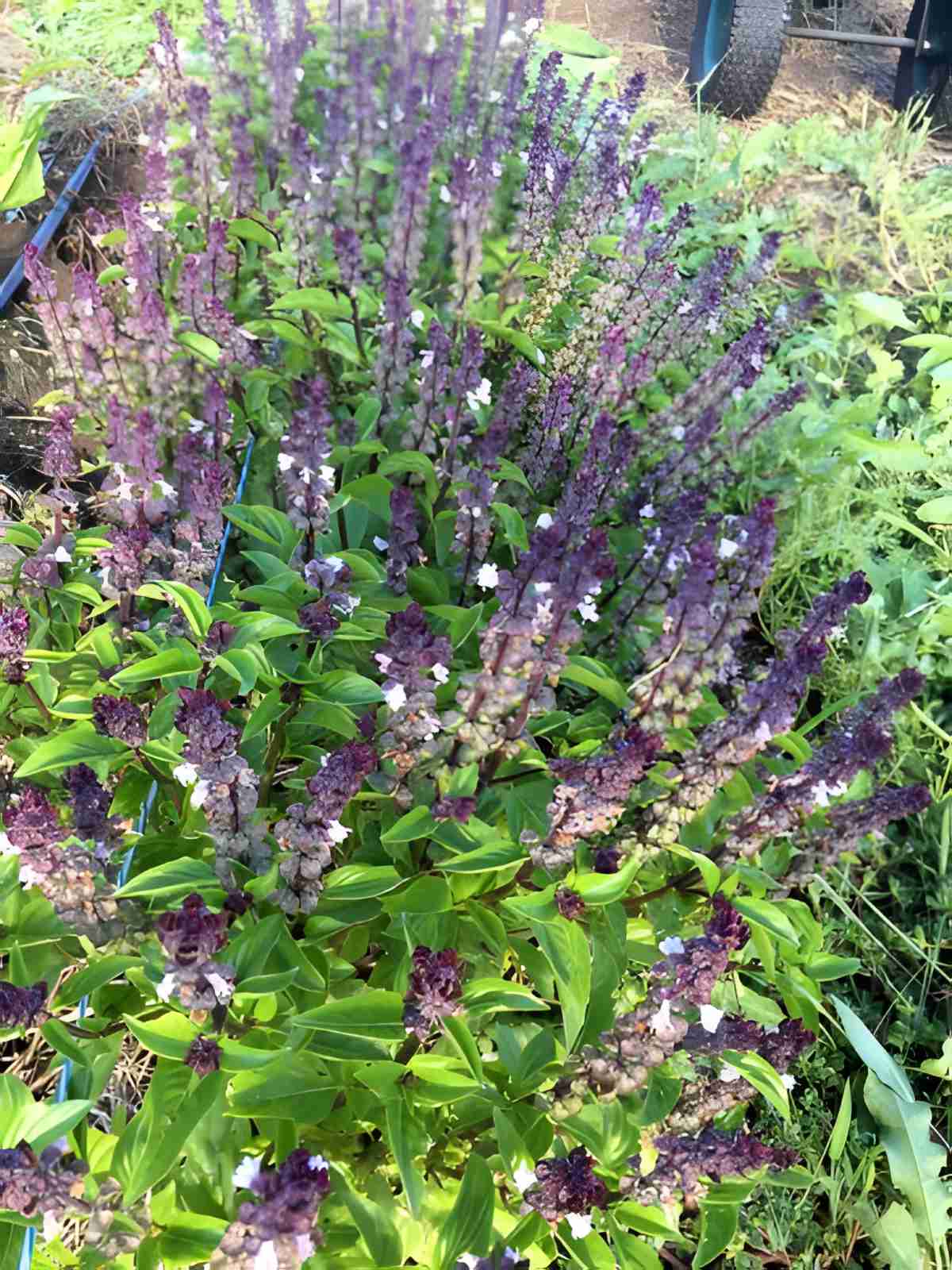 Christmas Basil.