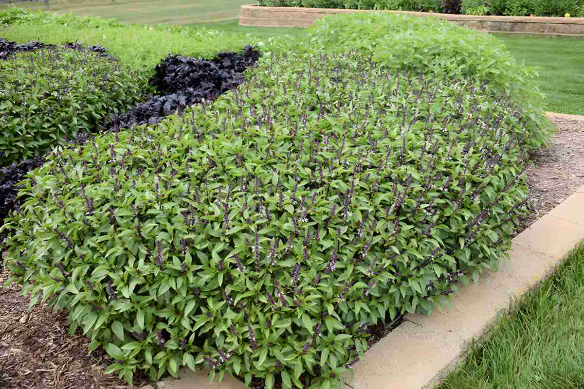 Cinnamon Basil.