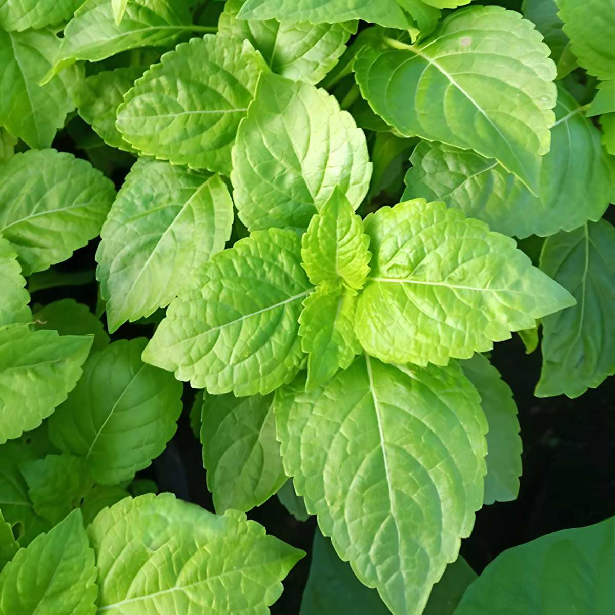 Clove Basil.