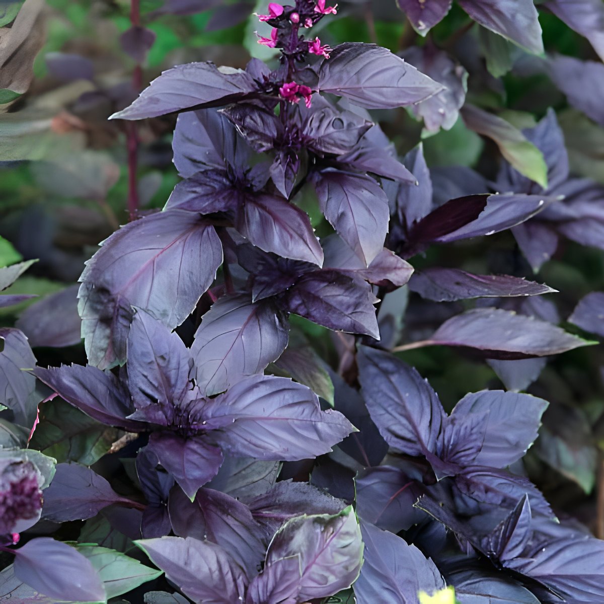 Dark Opal Basil.