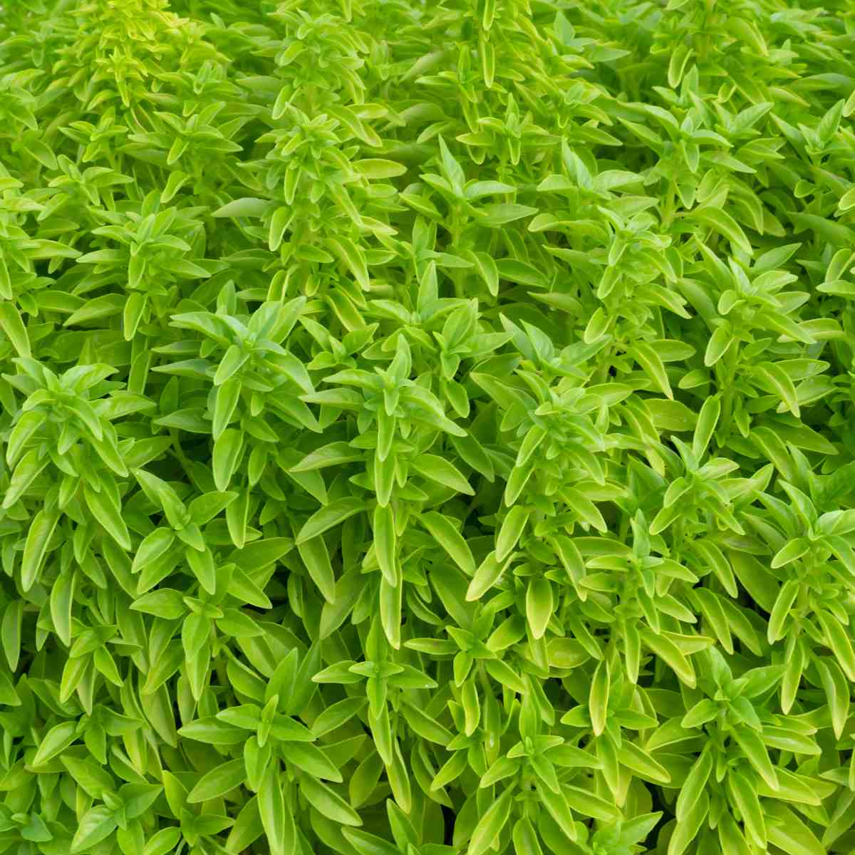 Fino Verde Basil.