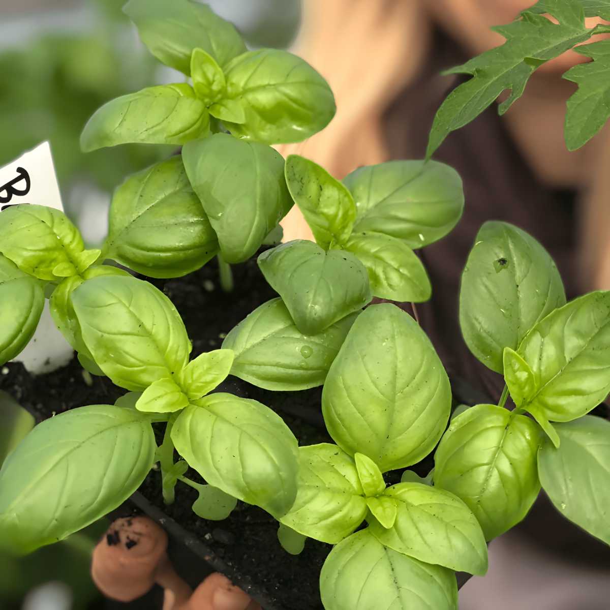 Genovese Basil.