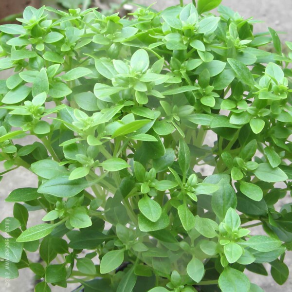 31 Types of Basil: (A-to-Z) Photos - Butter N Thyme