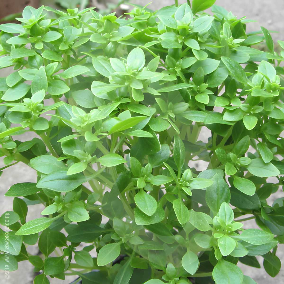 Greek Basil growing outside in pot.