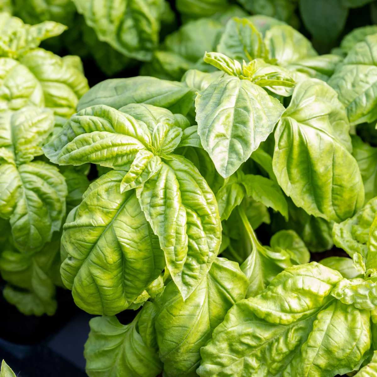 Bolloso Napoletano Basil.