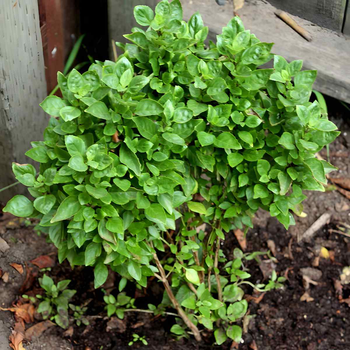Bush of Greek Columnar Basil growing outside.