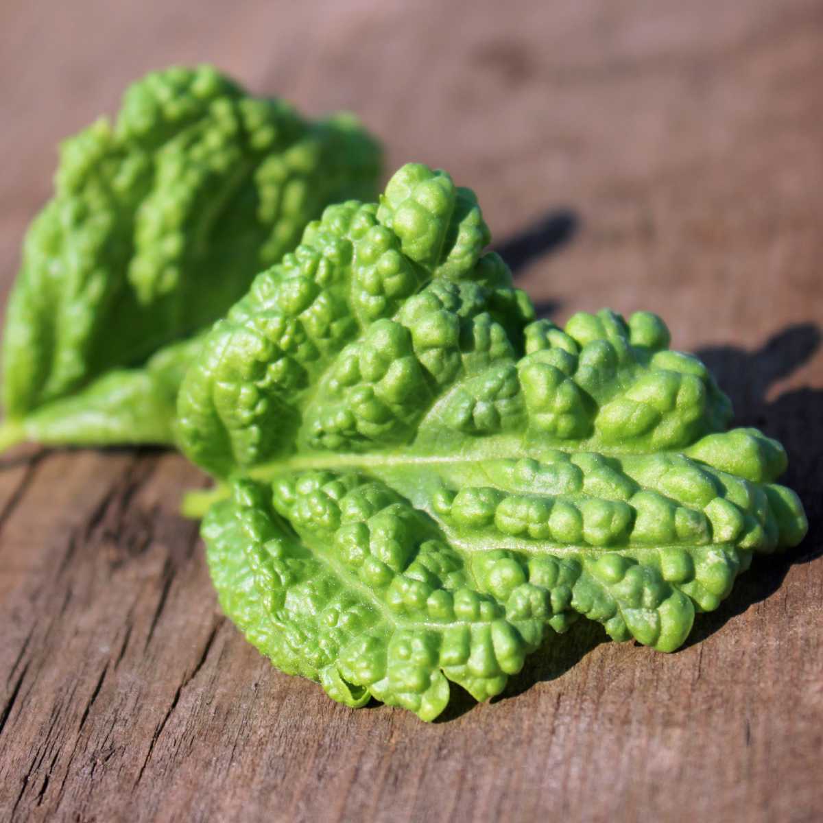 Green Ruffles Basil on table.