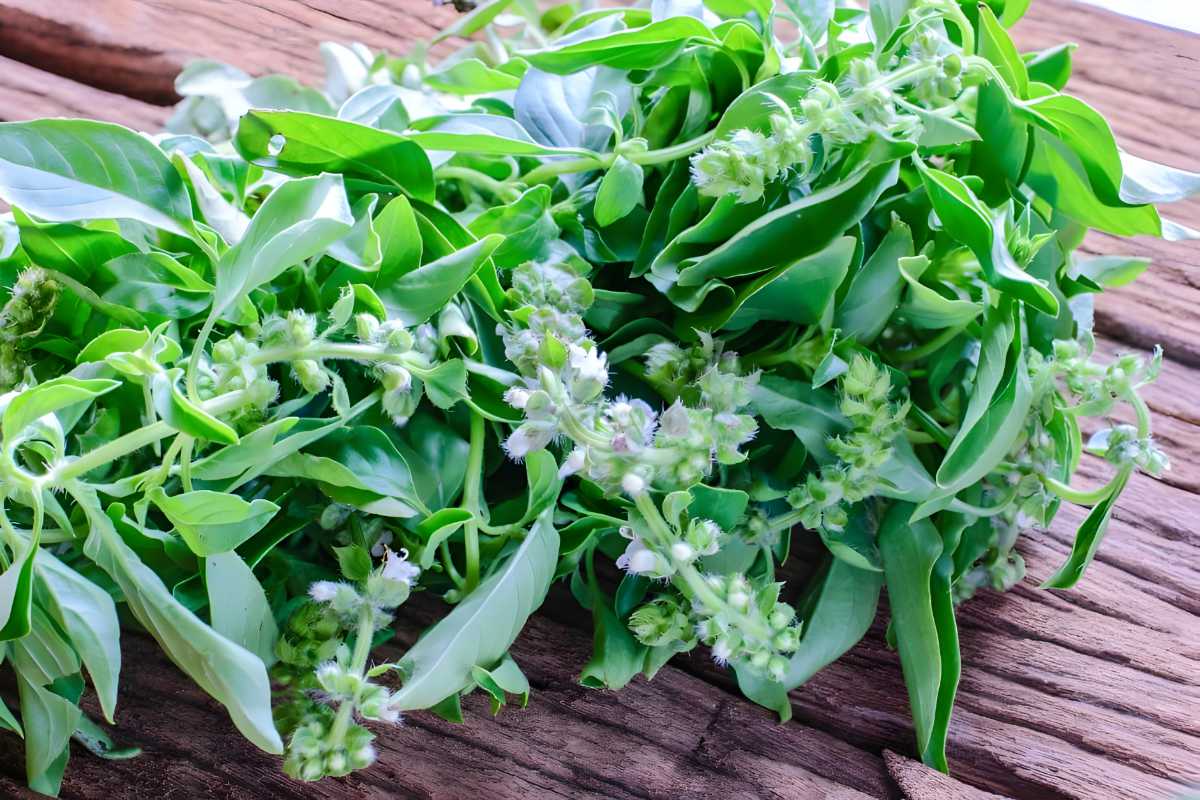 Fresh Hoary Basil.