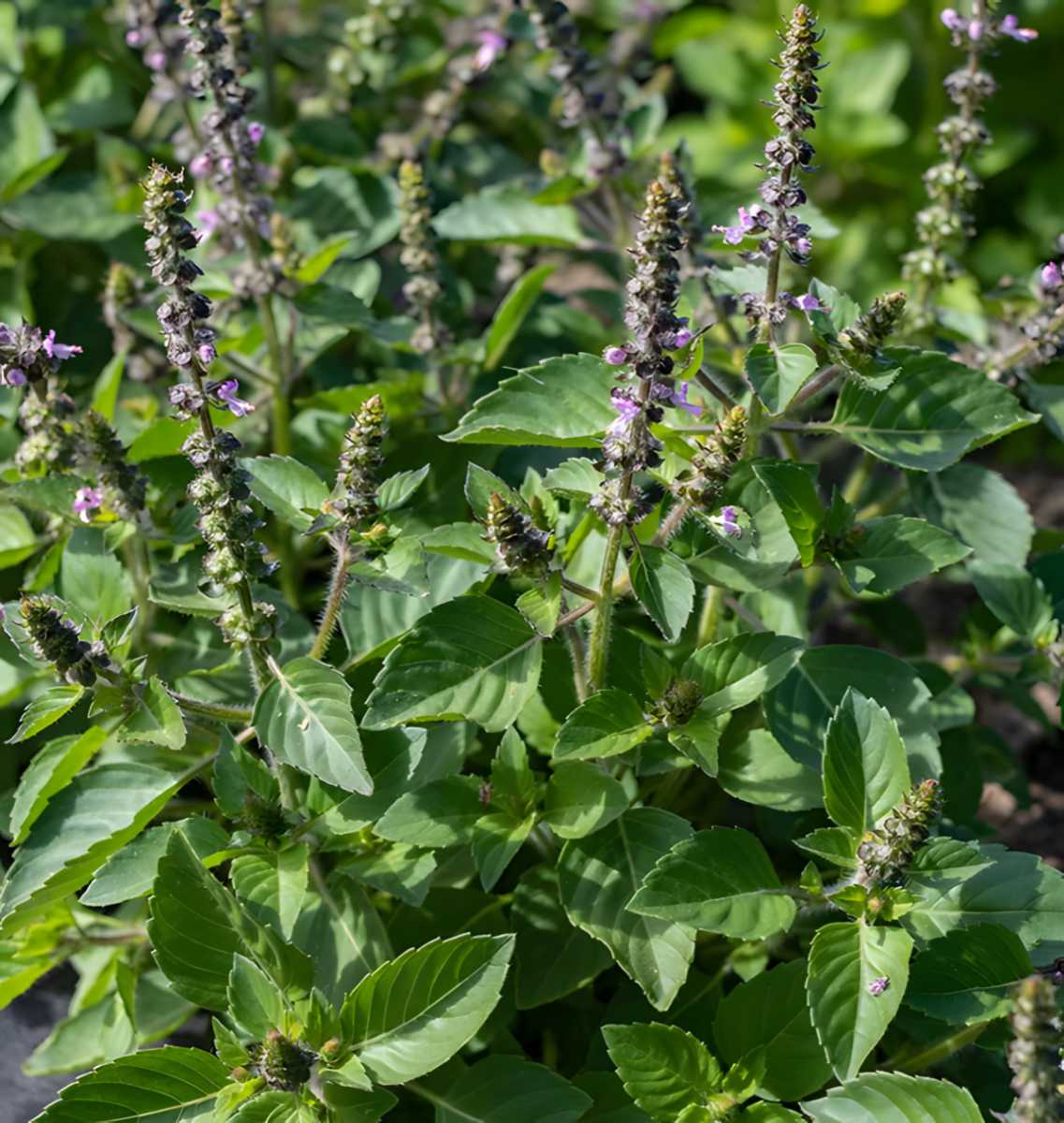 Holy Basil Tulsi.