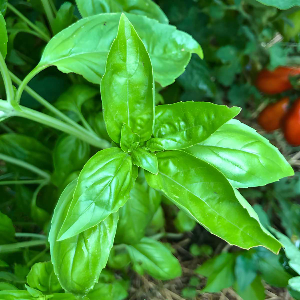 Italian Basil growing in garden.