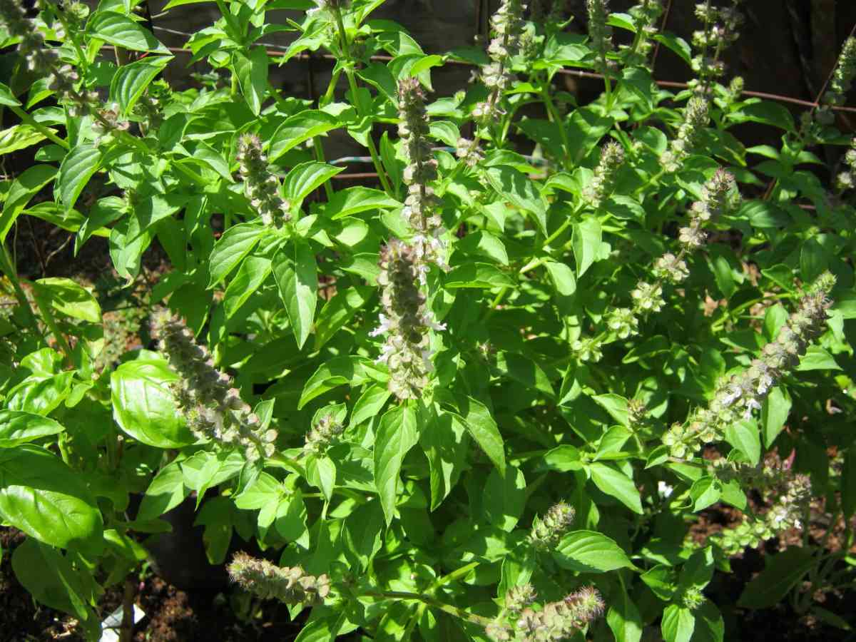 Lemon Basil growing in morning sunlight.