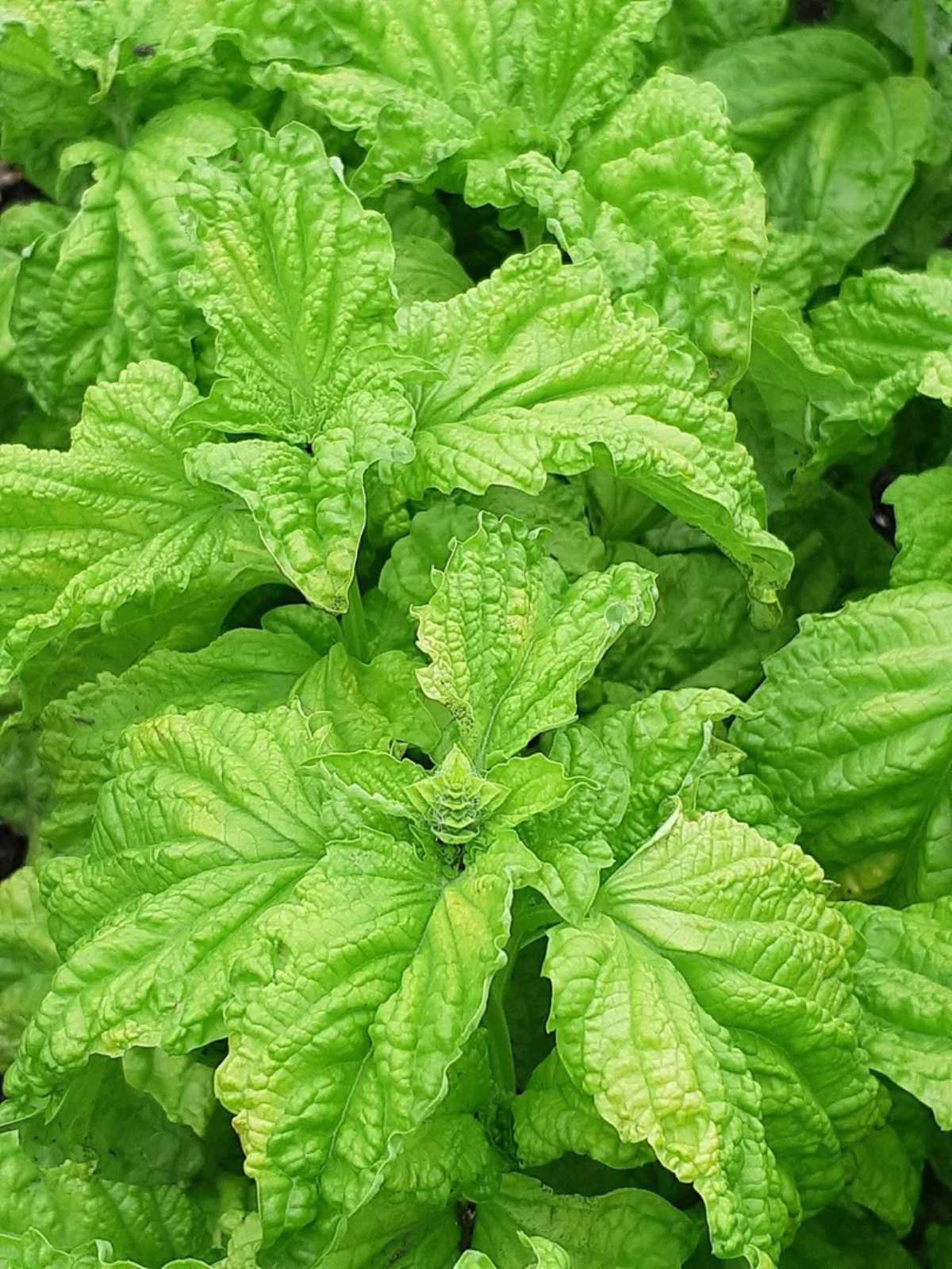 Lettuce Basil, it has a lot of creases and valley.