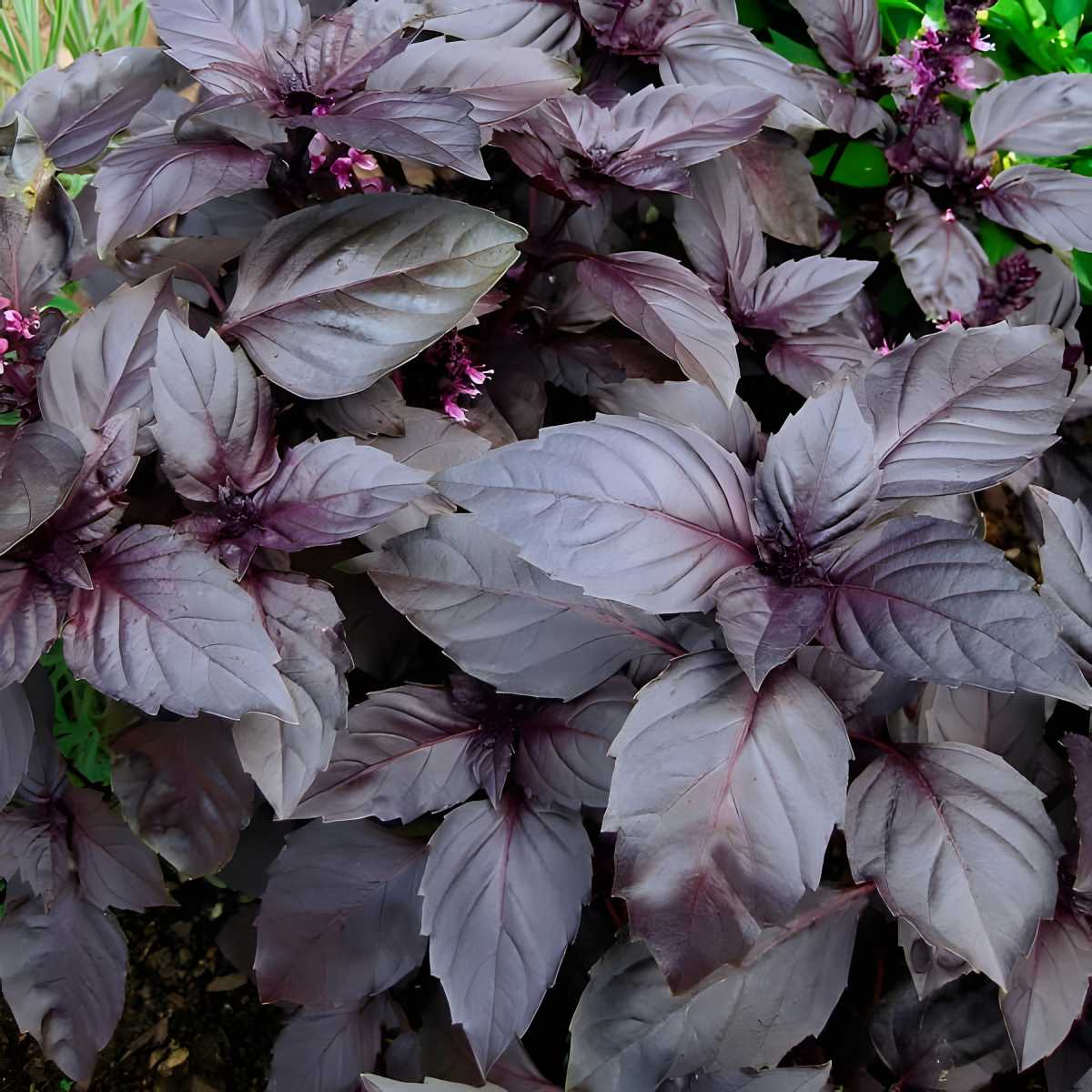 Opal Basil with deep veins within the leaf structure.