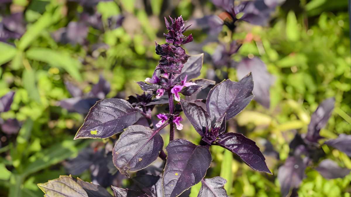 Purple Basil.