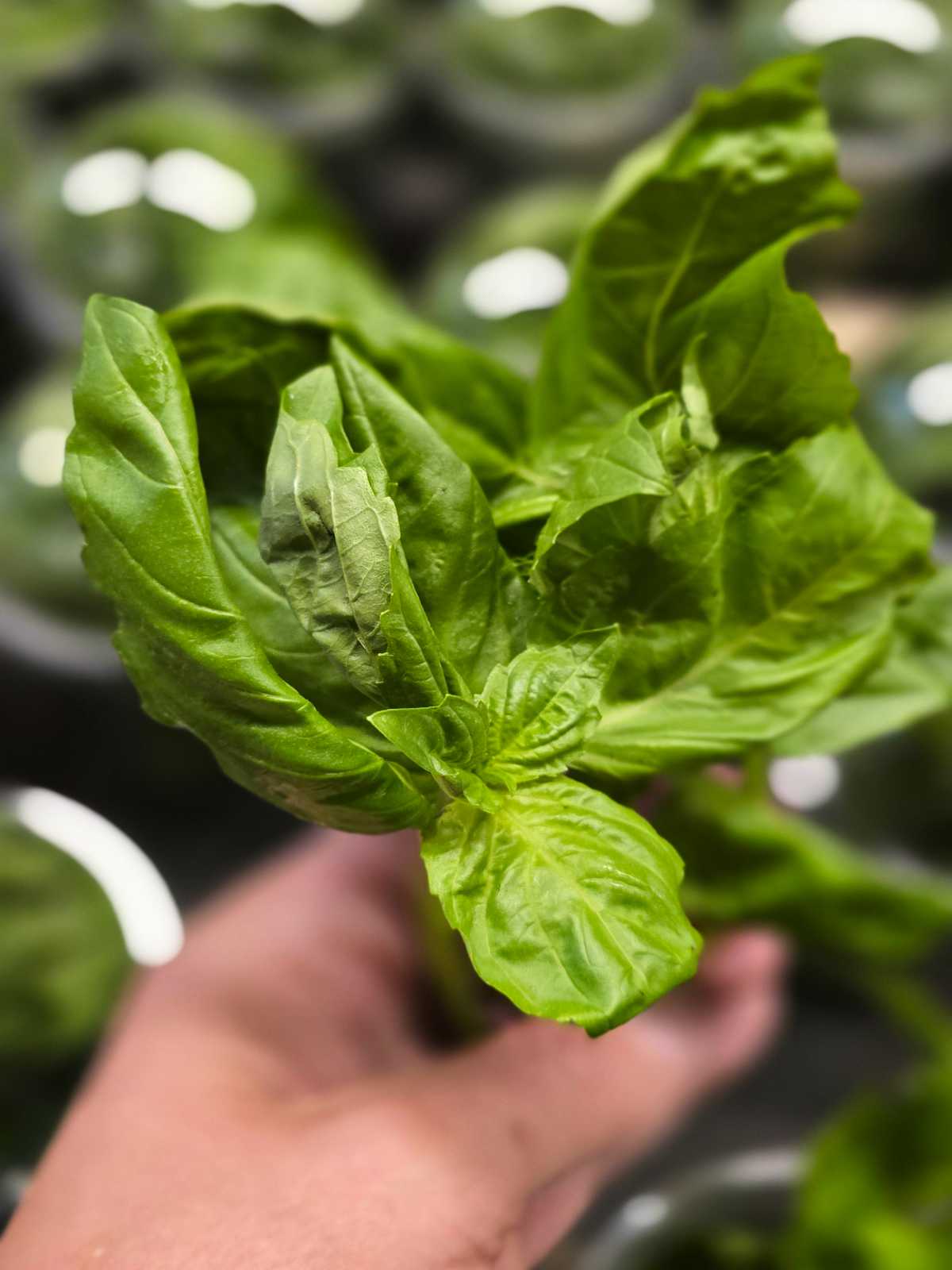 Fresh organic basil leaves displayed in clear plastic containers at a grocery store; hand holding one vibrant bunch in focus. Ideal for cooking, pesto, and herbal recipes.