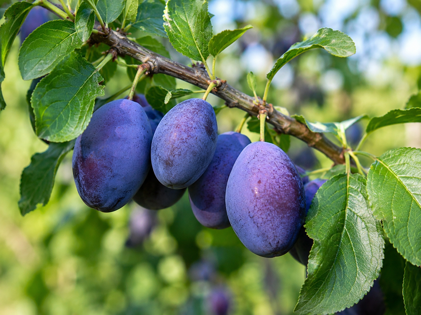 Pile of oval blue Stanley plums.