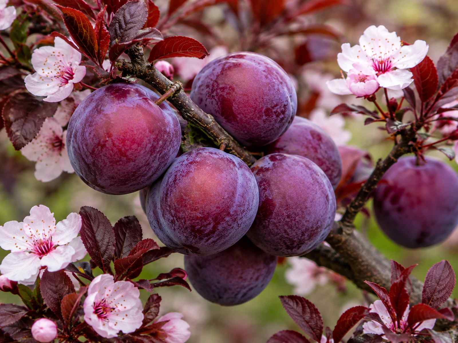 Pink blossoms on a Thundercloud plum tree.