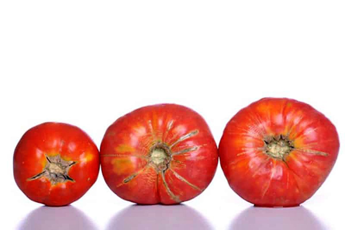 Hanover tomato