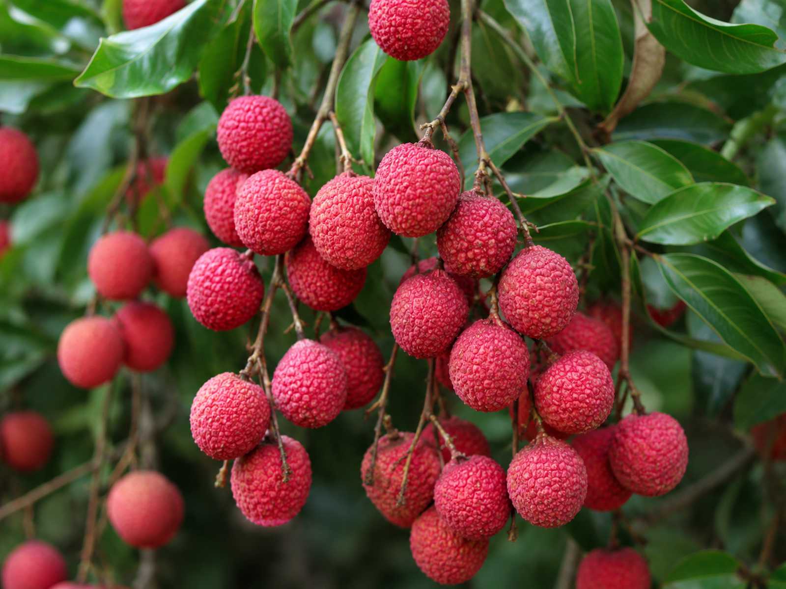 Kwai Mi lychee fruit with red rind and white peeled flesh
