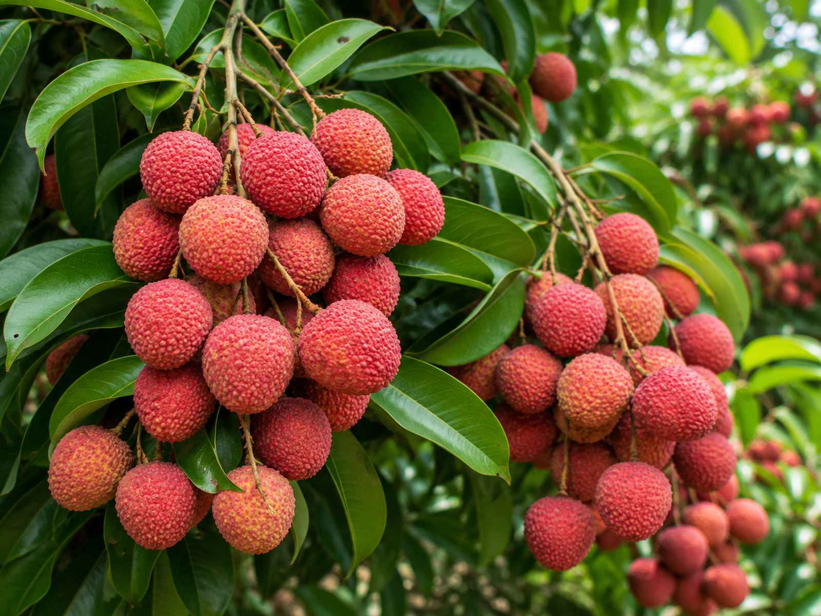 Mauritius lychee fruit with red rough skin and white flesh