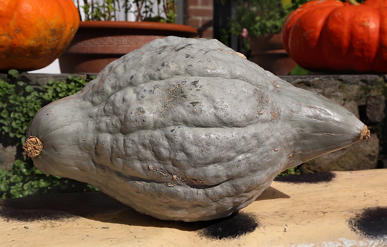 Blue-gray warty Blue Hubbard squash