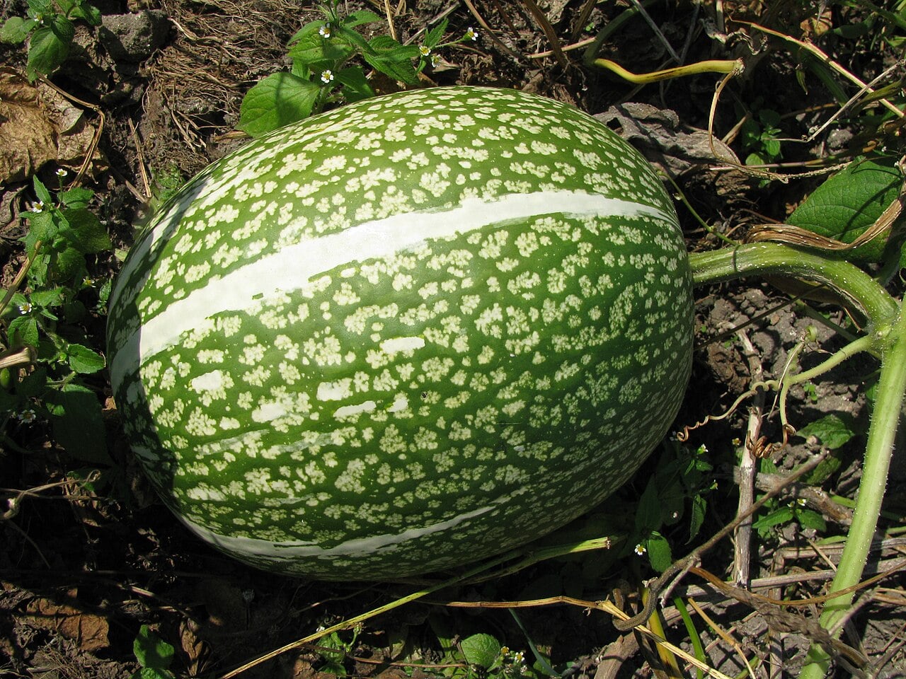 Green and white mottled chilacayote squash growing on the vine
