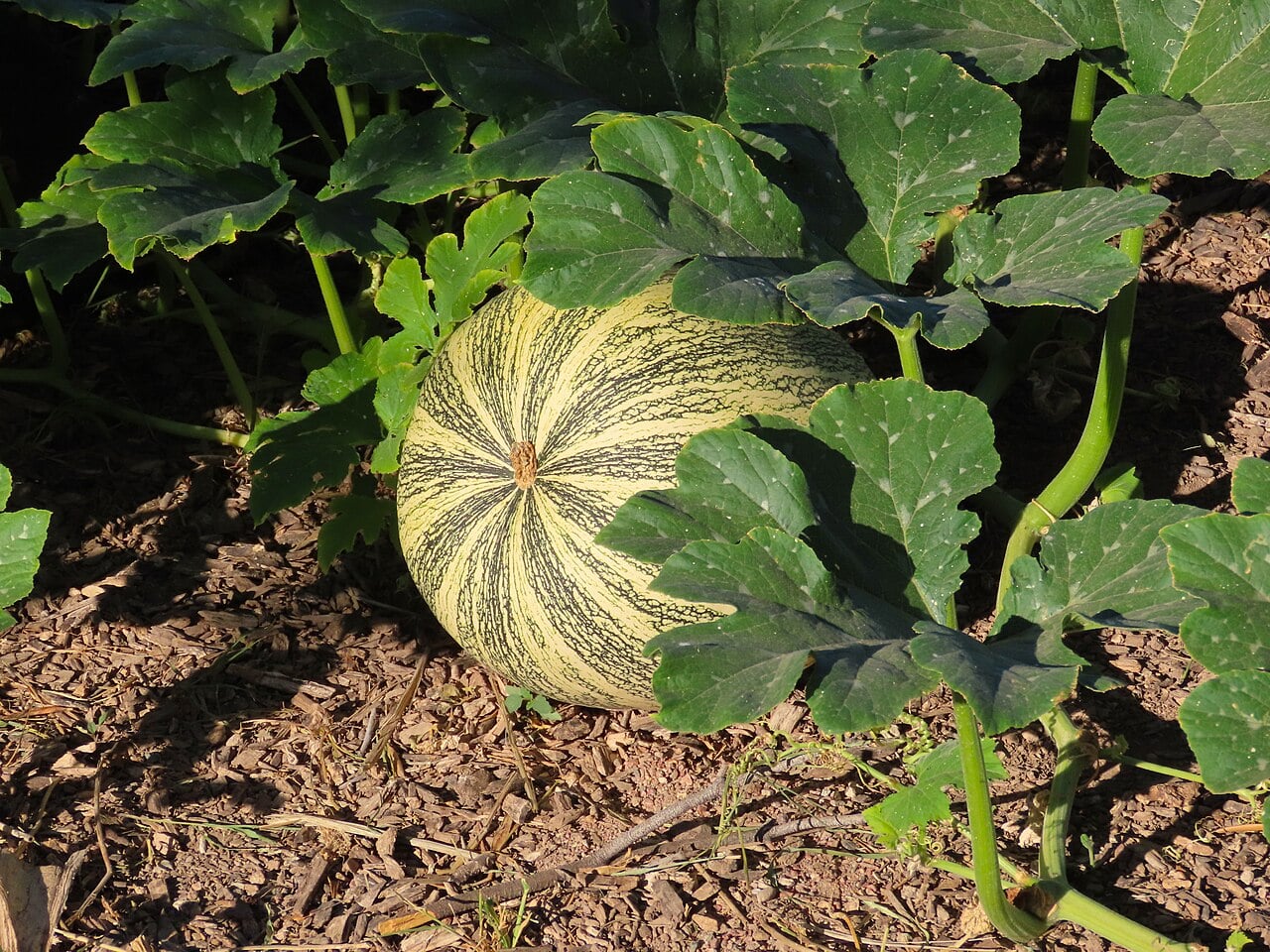 Green and white striped cushaw squash growing among leaves