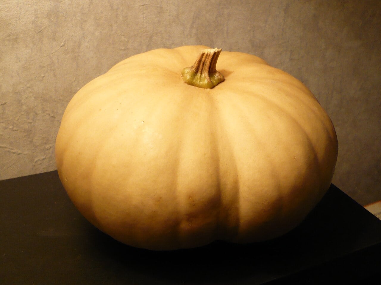 Pale tan flattened Long Island Cheese pumpkin