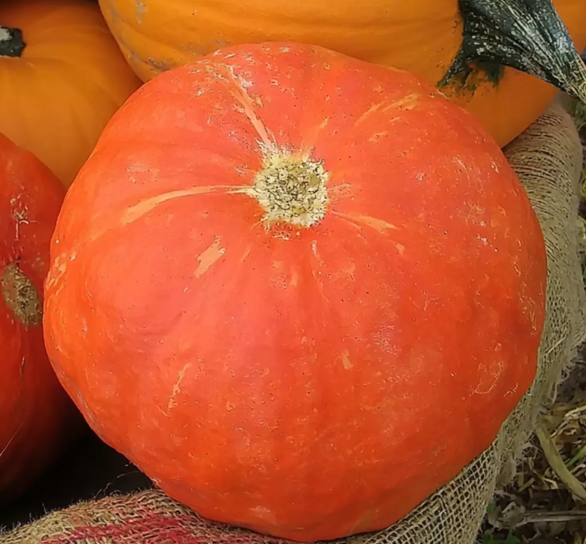 Scarlet-orange Sunshine kabocha squash with a pale corky stem end