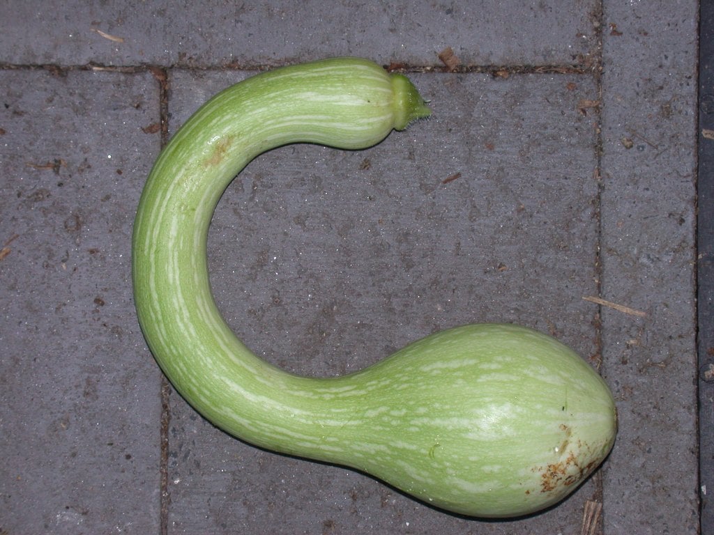 Long curved pale green tromboncino squash