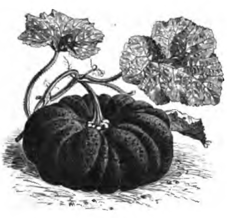 1883 botanical illustration of a Yokohama squash with leaves